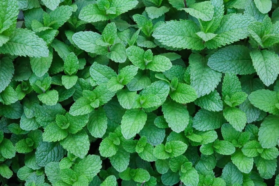 Green mint leafs - fresh herbs